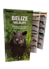 Wildlife Belize