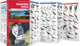 Panama - Oiseaux