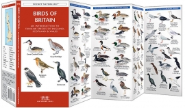 Oiseaux de la Grande-Bretagne
