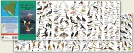 Guide des oiseaux du Nicaragua