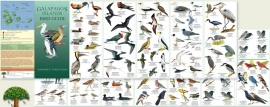 Guide des oiseaux des Galapagos