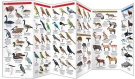 New Zealand Wildlife Guides