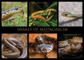 Schlangen von Madagaskar