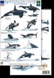 North Pacific Coast - Killer Whales