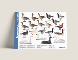 Herkenningskaart ganzen & zwanen