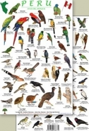 Oiseaux de la fôret tropicale au Pérou