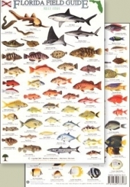 Florida Field Guide - Reef fish