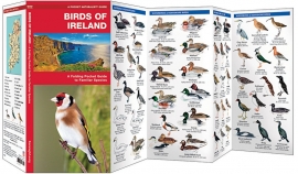Irland - Vögel