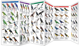 Guide des oiseaux du Brésil