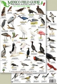 Mexiko - Küsten- und Meeresvögel