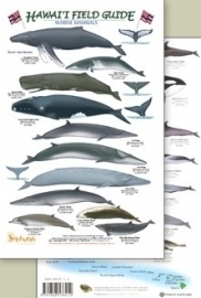 Hawaii - Zeezoogdieren, walvissen en dolfijnen