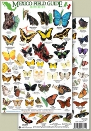 Mexico - Vlinders