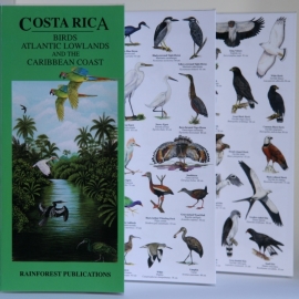 Oiseaux du côte caraïbe du Costa Rica