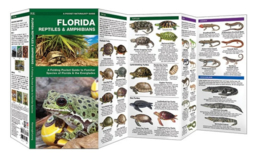Reptilien und Amphibien in Florida