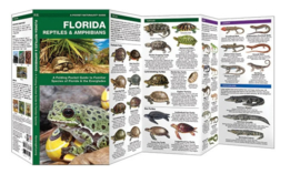 Florida - Reptiles and Amphibians