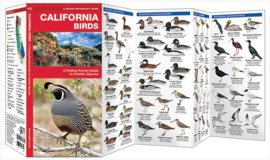 Oiseaux de Californie