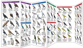 Guide des oiseaux en Afrique