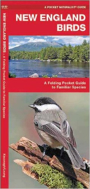 New England Birds guide