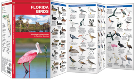Oiseaux de la Floride