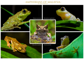 Amphibiens de Malaisie