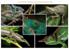 Chamäleons aus Madagaskar