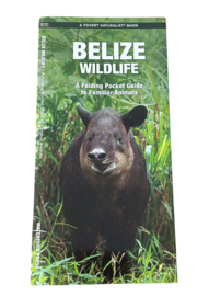 Wildlife Belize