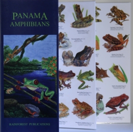 Panama - Amphibians