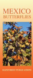 Mexiko - Schmetterlinge