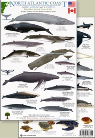 Noord-Atlantische Kust - Walvissen en dolfijnen