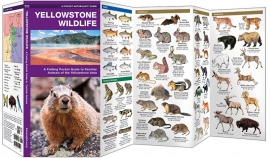 Yellowstone Wildlife Guide