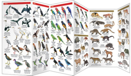 Guide des animaux en Brésil