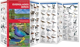 Aves en los Everglades