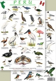 Peru Vögel an der Küste und in Feuchtgebieten