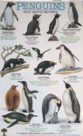 Naturführer Pinguine der Welt