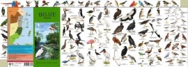 Belize - Birds guide