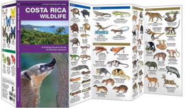 Wildtieren Costa Rica