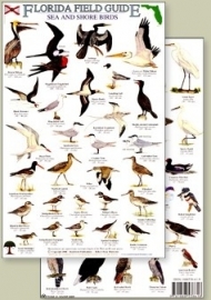 Florida - Sea and Shore birds