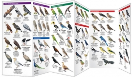 Guide des oiseaux en Inde