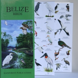 Guide des Oiseaux de Belize
