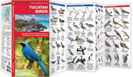 Vögel Yucatan