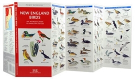 New England - Vogels