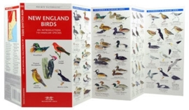 New England Birds guide
