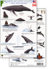North Atlantic Coast - Marine mammal behaviors