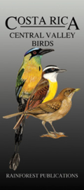 Costa Rica - Central Valley Birds