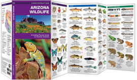 Arizona - Wildlife
