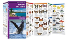 Hawaii Wildlife