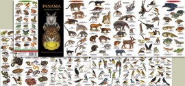 Panamá - Guía de fauna