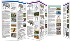 Elefantes y rinoceronte