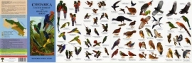 Oiseaux des forêts de nuages et des montagnes de Costa Rica