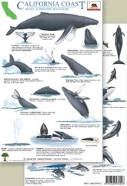 California - Whale and dolphin behaviors